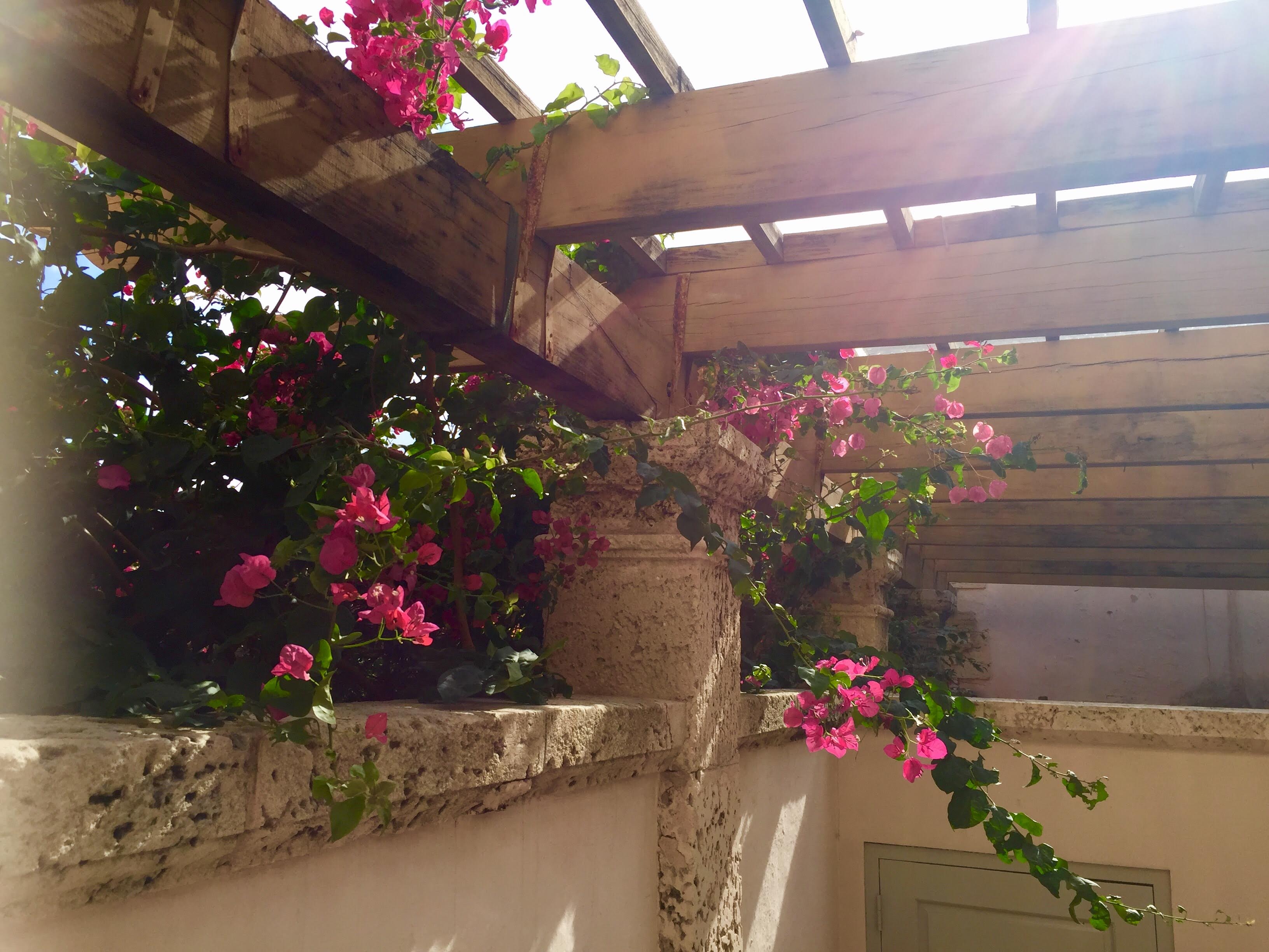 sunlight on pink flowers