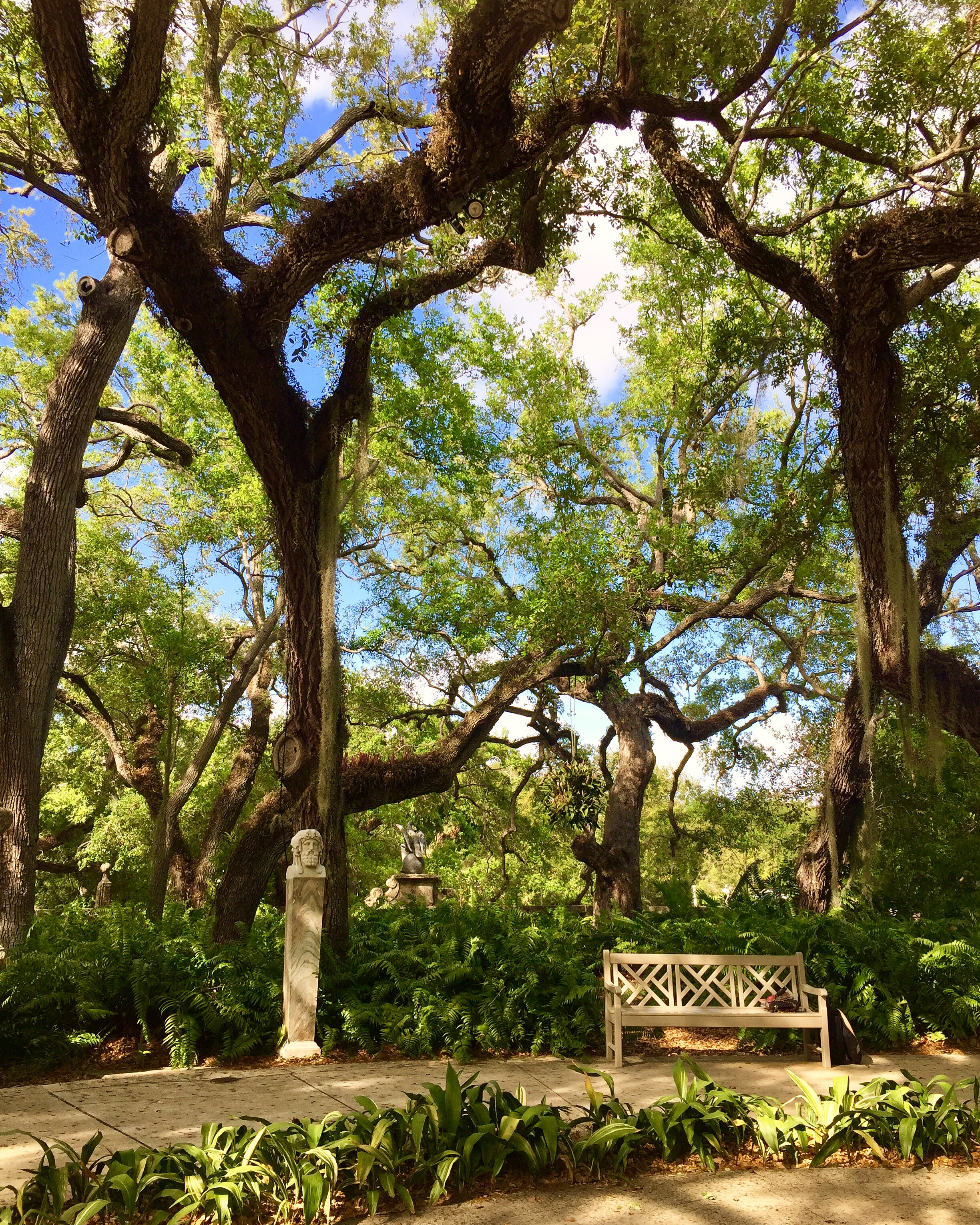 beautiful garden with tall trees